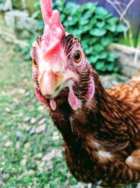 An image of Joan a brown Ranger rescue hen